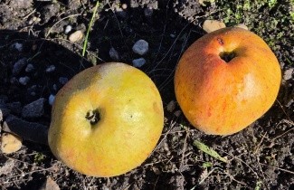 Afbeelding Appel 'Dubbele Zoete Aagt' - Malus domestica 'Dubbele Zoete Aagt'