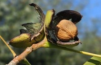 Afbeelding Walnoot 'Buccaneer' - Juglans regia 'Buccaneer'