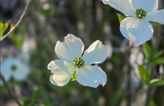 Afbeelding Amerikaanse Kornoelje - Cornus florida