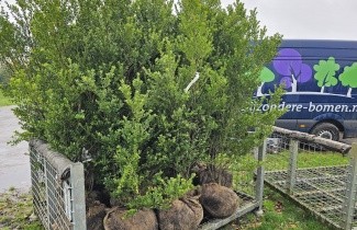 Afbeelding Japanse hulst - Ilex crenata 'Green Hedge'