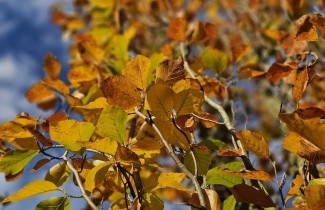 Afbeelding Beuk 'Dawyck Gold' - Fagus sylvatica 'Dawyck Gold'