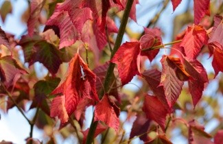 Afbeelding Streepjesbast esdoorn - Acer rufinerve