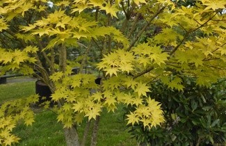 Afbeelding Japanse Esdoorn 'Summer Gold' - Acer palmatum 'Summer Gold'