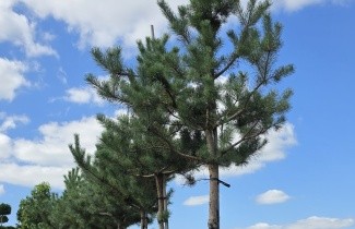 Afbeelding Grove Den - Pinus sylvestris