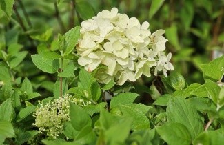 Afbeelding Pluimhortensia 'Grandiflora' - Hydrangea paniculata 'Grandiflora'