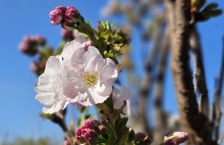 Afbeelding Japanse Sierkers - Prunus serrulata 'Amanogawa'