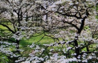 Afbeelding Veelbloemige kornoelje 'White Cloud' - Cornus florida 'White Cloud'