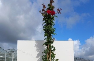 Afbeelding Klimroos 'Amadeus' - Rosa 'Amadeus'