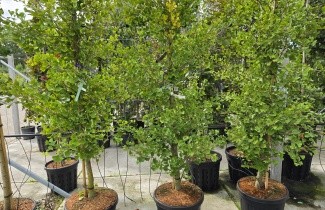 Afbeelding Japanse Notenboom 'Blagon' - Ginkgo biloba fastigiata 'Blagon'