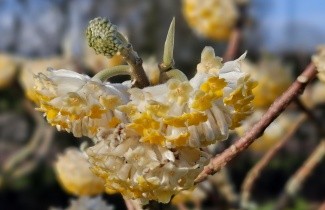 Afbeelding Papierstruik 'Grandiflora' - Edgeworthia chrysantha 'Grandiflora'