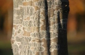 Afbeelding Haagbeuk  - Carpinus betulus