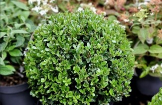 Afbeelding Japanse hulst - Ilex crenata 'Caroline Upright'