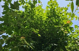 Afbeelding Kolchische esdoorn 'Rubrum' - Acer cappadocicum 'Rubrum'