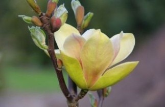 Afbeelding Magnolia Sunsation - Magnolia Sunsation