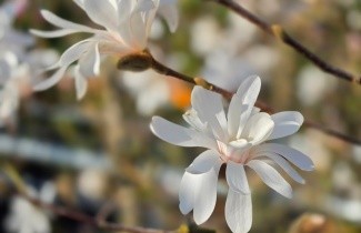 Afbeelding Stermagnolia - Magnolia stellata