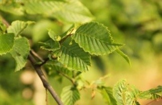 Afbeelding Haagbeuk, spil - Carpinus betulus