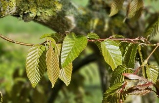 Afbeelding Chinese Haagbeuk - Carpinus henryana