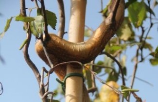Afbeelding Kronkelberk - Betula pendula 'Spider Alley'