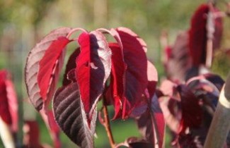 Afbeelding Roodbladige Japanse Sierkers - Prunus serrulata 'Royal Burgundy'