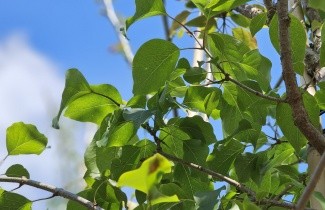 Afbeelding Sering chinensis - Syringa chinensis
