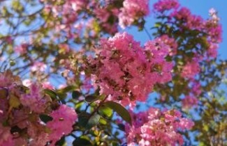 Afbeelding Lagerstroemia - Lagerstroemia indica