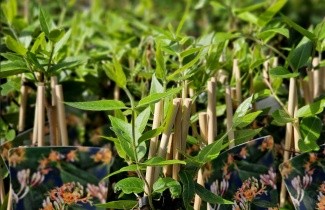 Afbeelding Groenblijvende kamperfoelie - Lonicera henryi