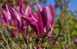 Afbeelding Magnolia 'Susan' - Magnolia 'Susan'