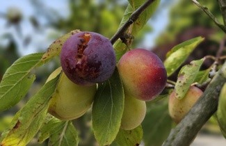 Afbeelding Pruim 'Reine Claude d'Oullins' - Prunus domestica 'Reine Claude d'Oullins'