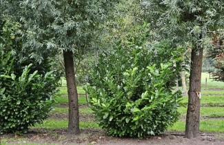 Afbeelding Laurierkers 'Rotundifolia' - Prunus laurocerasus 'Rotundifolia'