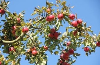 Afbeelding Appel 'Red Elstar' - Malus domestica 'Red Elstar'