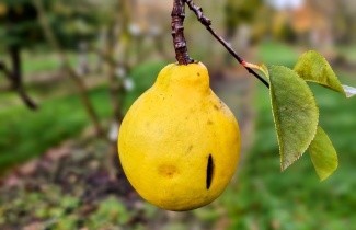 Afbeelding Chinese kweepeer - Pseudocydonia sinensis