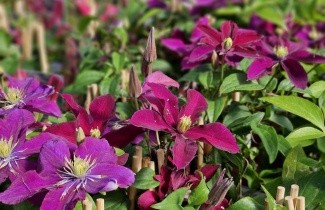 Afbeelding Bosrank 'Niobe' - Clematis 'Niobe'