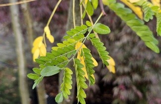 Afbeelding Valse Christusdoorn 'Inermis' - Gleditsia triacanthos 'Inermis'
