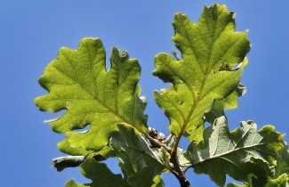 Afbeelding Donzige eik - Quercus pubescens