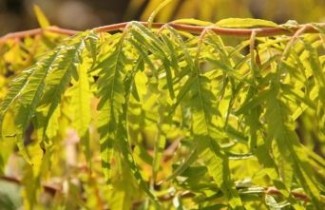 Afbeelding Fluweelboom 'Golden Selection' - Rhus typhina 'Golden Selection'