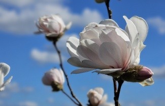 Afbeelding Magnolia 'Wildcat' - Magnolia X loebneri 'Wildcat'