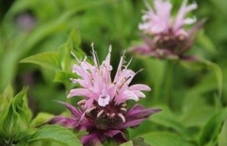 Afbeelding Bergamot plant - Monarda 'Beauty of Cobham'