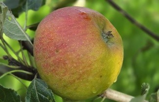 Afbeelding Appel 'Cox' - Malus domestica 'Cox's Orange Pippin'