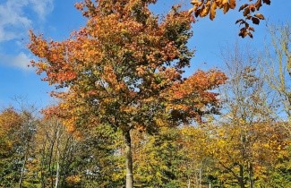 Afbeelding Japanse Esdoorn - Acer palmatum