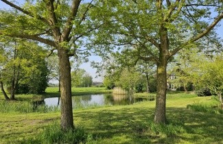Afbeelding Chinese vleugelnoot - 