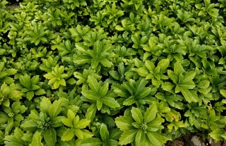 Afbeelding Dikkemanskruid - Pachysandra terminalis