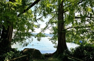 Afbeelding Chinese Moerascipres - Metasequoia glyptostroboides