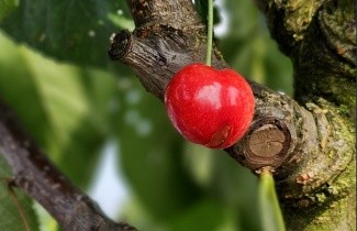 Afbeelding Kers "Stella" - Prunus avium 'Stella'