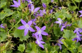 Afbeelding Kruipklokje - Campanula poscharskyana 'Stella'