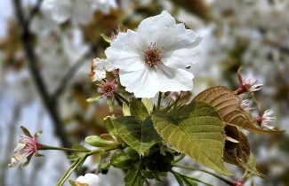 Afbeelding Witte reuzen sierkers - Prunus serr. 'Tai Haku'