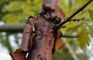 Afbeelding Papieresdoorn - Acer griseum