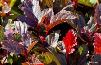Afbeelding Blaasspiraea  'Andre' - Physocarpus opulifolius 'Andre'