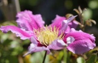 Afbeelding Bosrank 'Piilu' - Clematis 'Piilu'