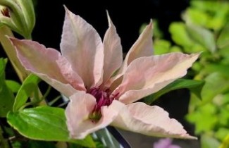 Afbeelding Bosrank 'Pink Fantasy' - Clematis 'Pink Fantasy'