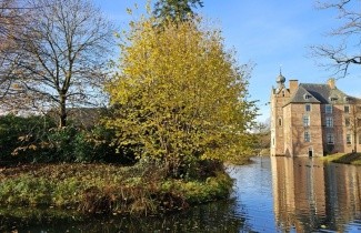 Afbeelding Gewone Hazelaar - Corylus avellana